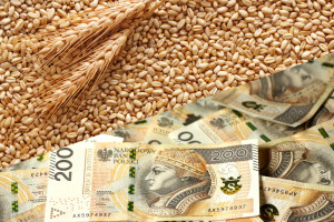 Dopłaty do zbóż 2024: będzie pomoc do hektara, a nie do tony!