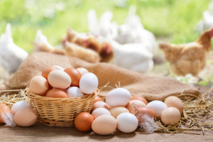 Czy warto kupować „swojskie” jajka? Jakie są ceny takich jaj?