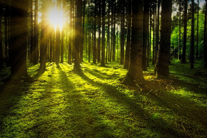 Lasy Państwowe: narada w sprawie nowych zasad zarządzania lasami w Polsce