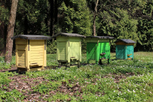 ARiMR: do końca maja wnioski o dofinansowanie do przezimowania pszczół
