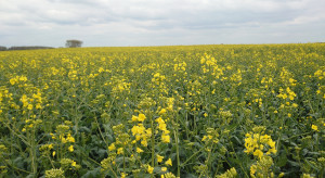 Rzepak pod lupą. Z czym będziemy mierzyć się na wiosnę?