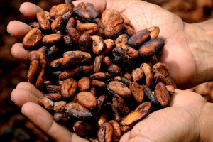 Plantatorzy zwiększają uprawy kakao z powodu wzrostu cen