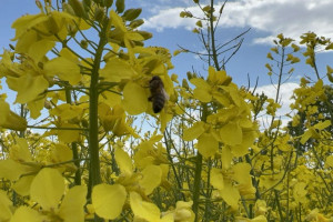 Jak pogodzić ochronę pszczoły miodnej ze zwalczaniem szkodników rzepaku?