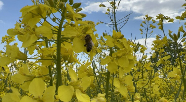 Jak pogodzić ochronę pszczoły miodnej ze zwalczaniem szkodników rzepaku?