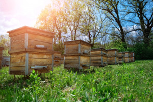 Czy pszczelarz ma obowiązek rejestracji pasieki w Inspekcji Weterynaryjnej? Sprawa wygląda jasno