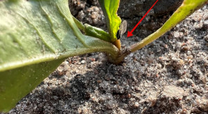 Be careful, aphids are already attacking young sugar beets.  How to combat them?