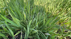 The last whistle for herbicide amendments in winter cereals