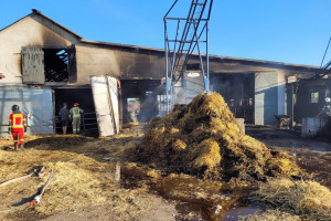 Pożar w gospodarstwie pod Koninem. W oborze padło 38 krów