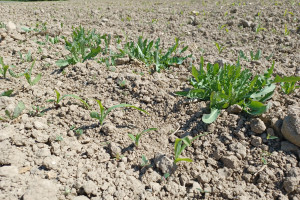 Zwalczanie uciążliwych chwastów w kukurydzy