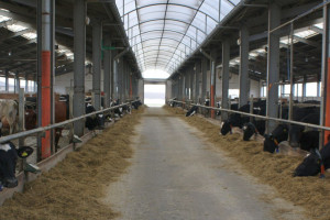 Niemcy: Budowa obory to 16,5 tysiąca euro w przeliczeniu na krowę