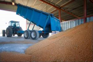 Krajowe zapasy na znacznie niższym poziomie. Zwiększony import pszenicy z Czech