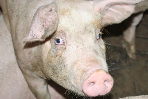 Branża mięsna: mamy zapaść w hodowli świń - z eksportera staliśmy się importerem