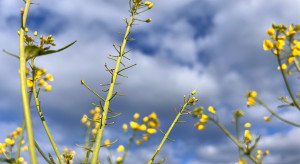 Calibrated rapeseed seeds, anti-sweet variety, dressing for delayed sowing. News from Bayer Calibrated rapeseed seeds, anti-sweet variety, dressing for delayed sowing. News from Bayer