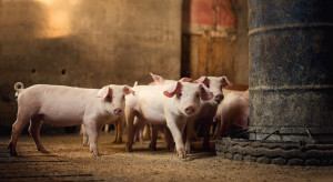 Huge increase in prices of fattened pigs on a small stock exchange. This may be an announcement of price increases in the country Huge increase in prices of fattened pigs on a small stock exchange. This may be an announcement of price increases in the country