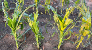 Corn after hail.  Will the plants cope?  How to save them?