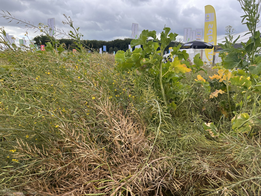 The plots also presented the ancestors of winter rapeseed, i.e. vegetable cabbage (Brassica oleracea) and cabbage (Brassica rapa). Photo.  AK