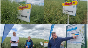 Calibrated rapeseed seeds, anti-sweet variety, dressing for delayed sowing.  News from Bayer