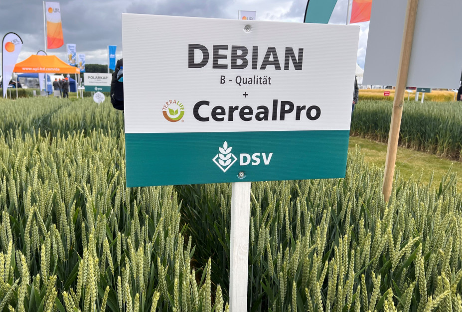 Debian is a variety with the Sm1 gene, which is responsible for resistance to wheat midge. Photo.  AK