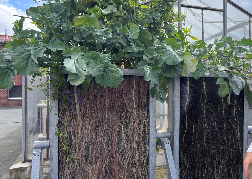 Development of rapeseed roots and roots of accompanying plants (BrassicaPro mixture) Photo.  AK