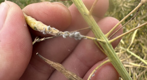 Aphids colonize rapeseed.  Are they still dangerous?