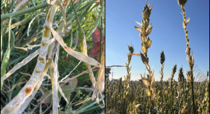 Birds eat cereal grains and open rapeseed husks