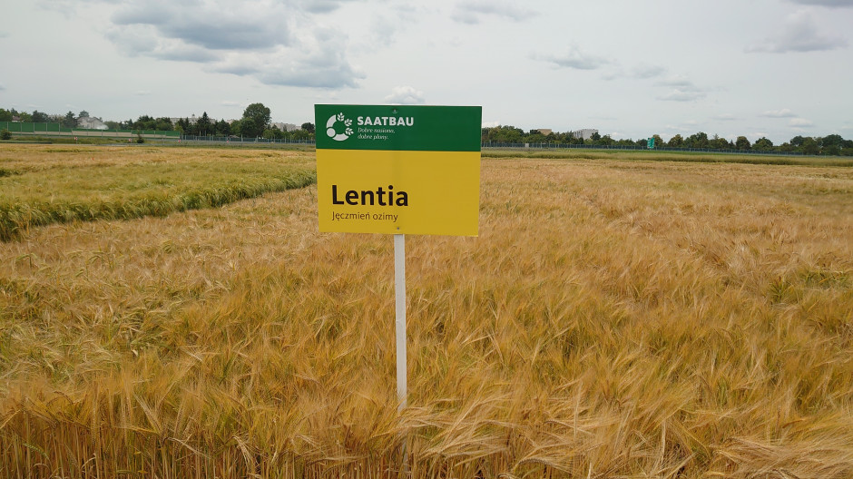 Lentia winter barley, photo: Maciej Sacha