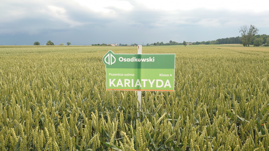Caryatid winter wheat, photo: Maciej Sacha