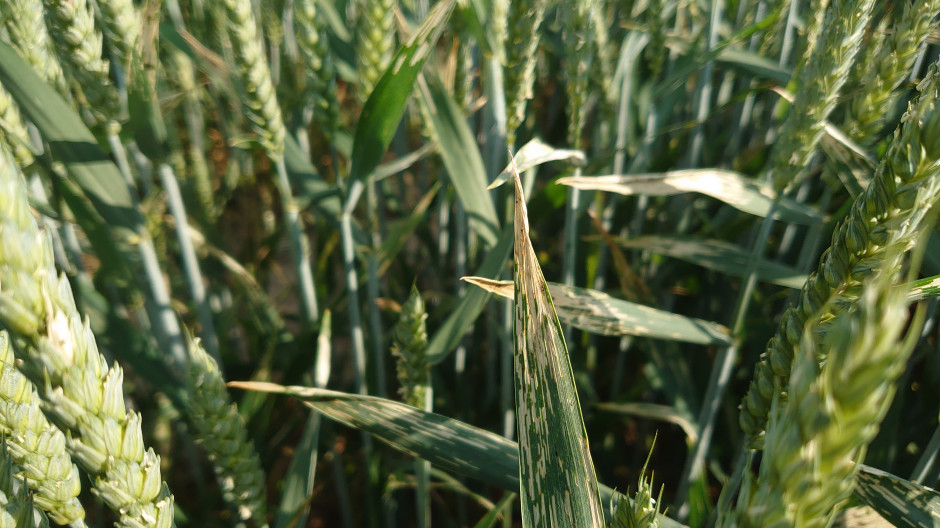 Traces of the fiddler moth feeding in wheat, photo: Maciej Sacha