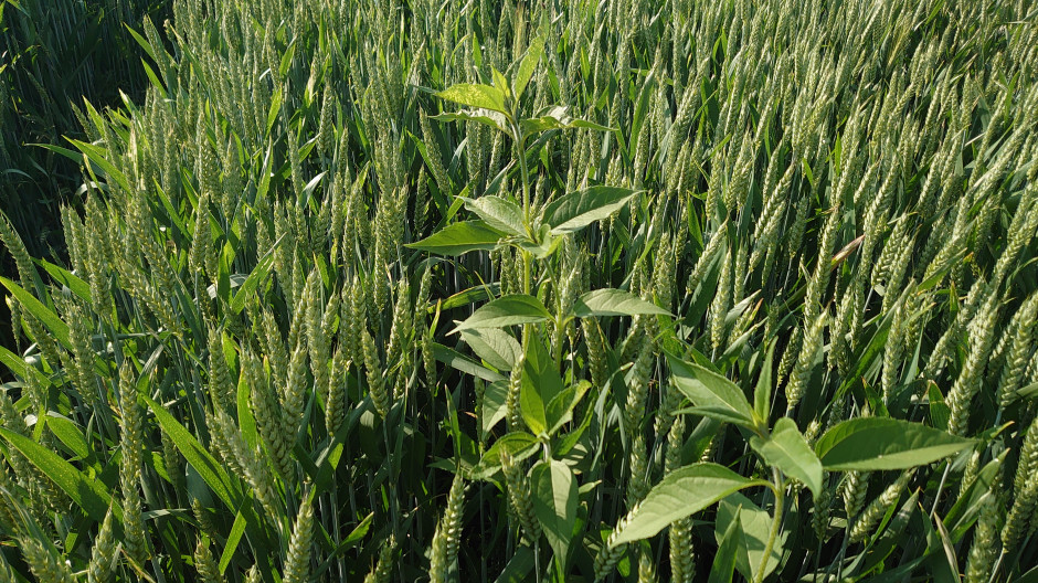 Jerusalem artichoke infesting wheat, photo: Maciej Sacha