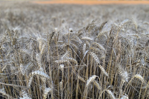 Wzrostowy początek tygodnia na światowych rynkach zbóż