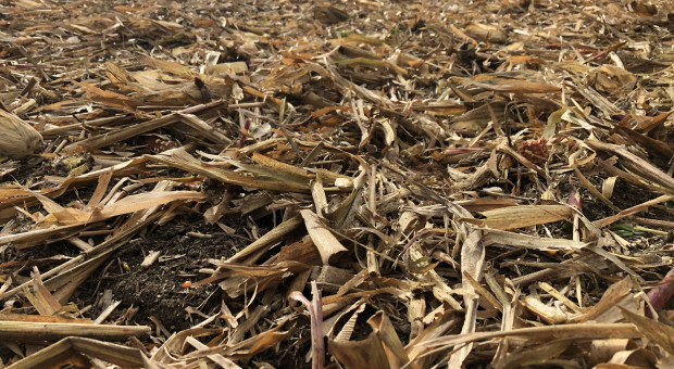 Jak rolnicy bezorkowi postępują ze słomą kukurydzianą?