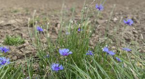 Ceny gruntów rolnych w 2026 coraz wyższe. Jedno województwo liderem