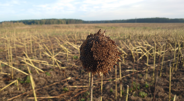 Kiedy rozpoczną się żniwa słonecznikowe? Jak wyznaczyć termin zbioru?