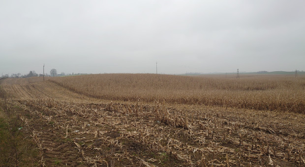 Żniwa kukurydziane 2025. Co zostaje na polu po zbiorze ziarna?