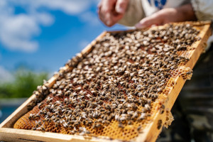 Uwaga na przechowywane plastry pszczele. Ten motyl powoduje duże zniszczenia