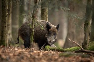 Wysyp nowych ognisk ASF dzików. Dominuje jeden region