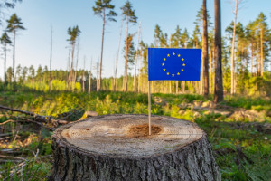 Dobra decyzja dla polskiej wołowiny. Prezes ZPM o odroczeniu EUDR