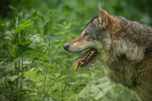 Populacja wilka wzrosła sześciokrotnie. Straty kosztują nas miliony złotych