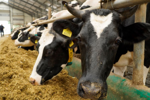 Afera o dodatek Bovaer redukujący emisję metanu. Mleczarnie zabierają głos