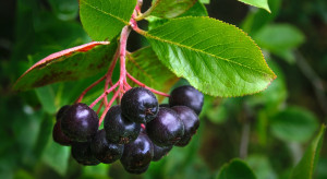 Aronia - niedoceniany owoc o wielu własciwościach