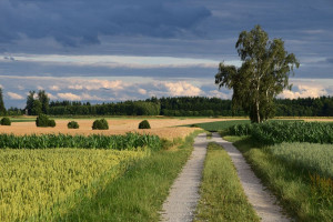 Do dzierżawy prawie 700 hektarów w Wielkopolsce. KOWR ma 31 działek pod dawnym PGR