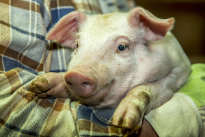 Ceny wieprzowiny lecą w dół. Branża mięsna bije na alarm