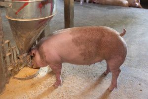 W miesiąc straciliśmy ponad 300 stad świń. Pogłowie mniejsze o ponad 200 tys. zwierząt