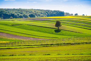 Ekoschematy 2025. Są nowe informacje dotyczące limitu i łączenia ekoschematów