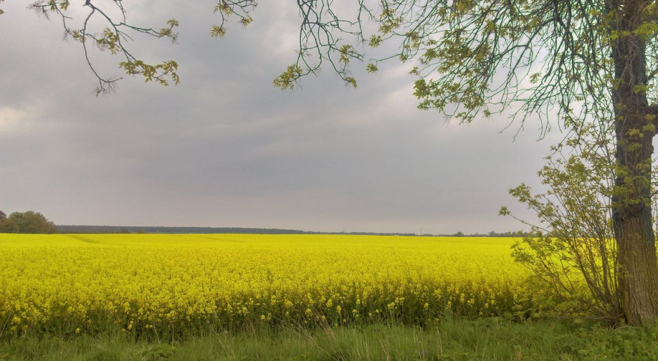 Po co złodziejom kwitnący rzepak? Okradli plantację prezesa ...