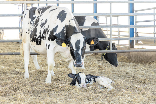 Przegląd gł&oacute;wnych chor&oacute;b zakaźnych bydła: choroba Schmallenberga