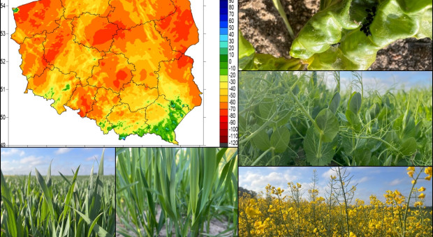 Wspólny mianownik to susza. Stan upraw okiem Farmera w wybranych regionach