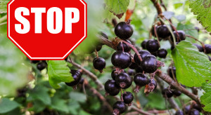 Od sierpnia duże zmiany dla rolników i sadowników. Chodzi o zaostrzenie norm dla acetamiprydu