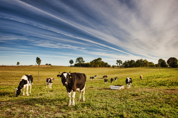 Stres cieplny u bydła mlecznego. Rosnące wyzwanie dla polskich hodowc&oacute;w i wyższe koszty