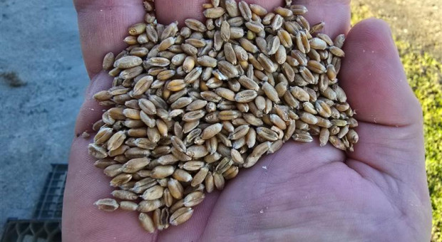 Ceny zbóż na początku grudnia 2025 r. Były podwyżki, przyszedł czas na spadki